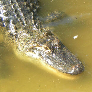 American Alligator