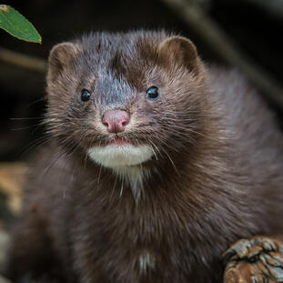 American Mink